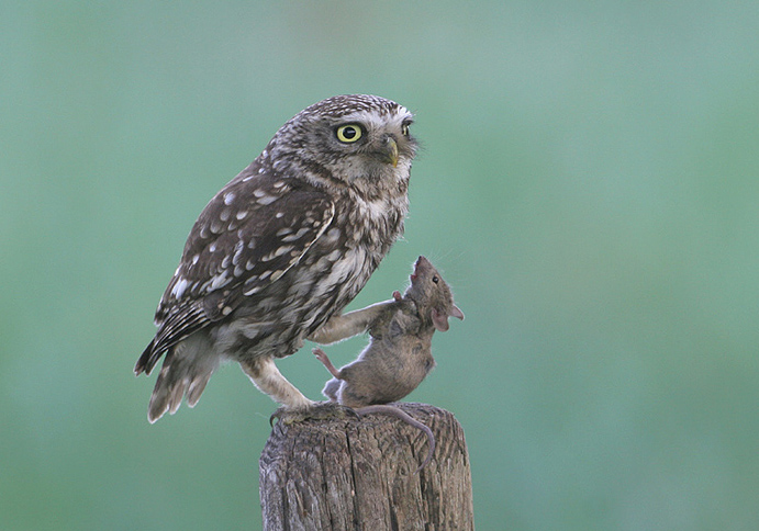 steenuil met prooi.jpg